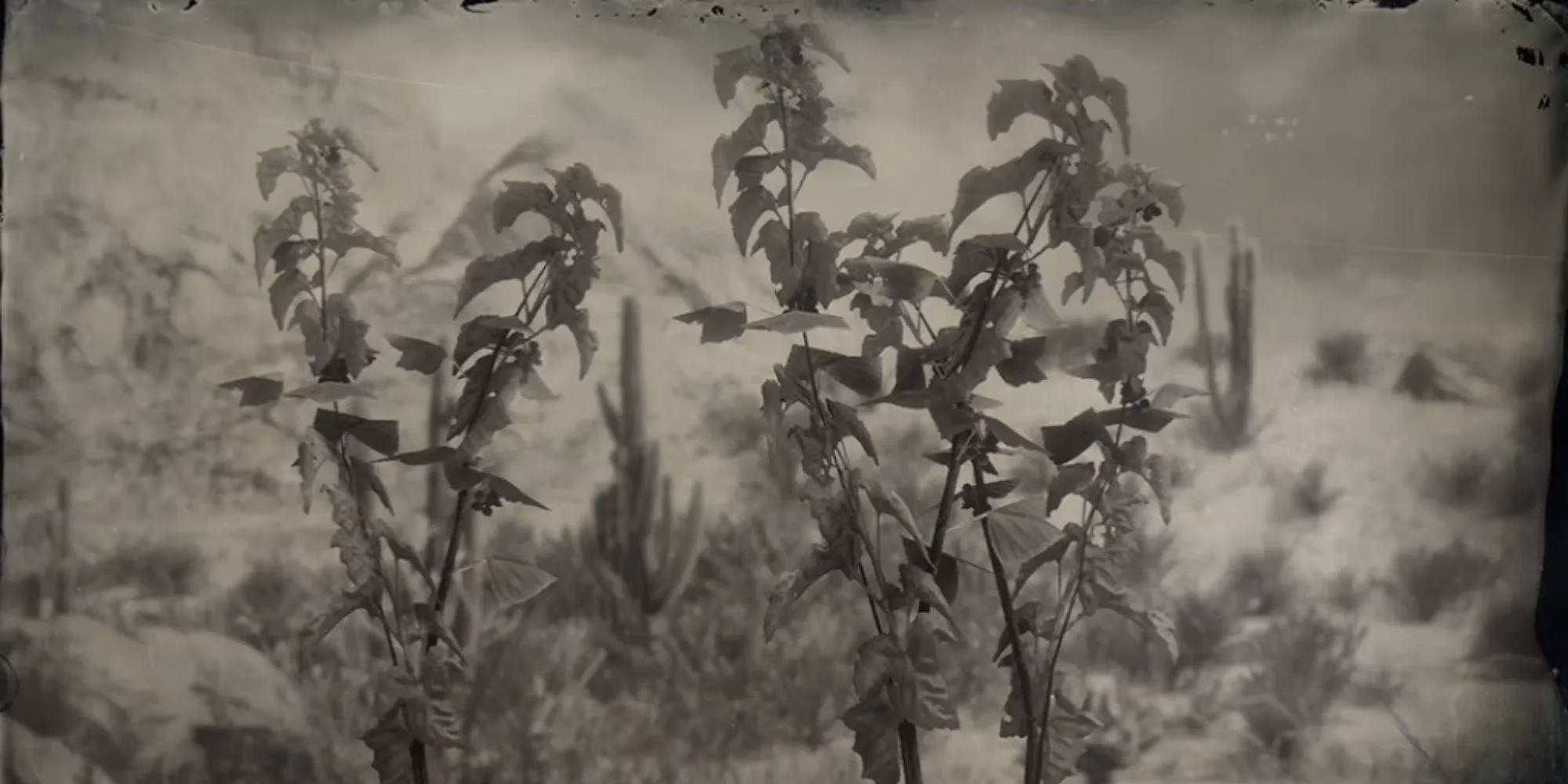 top-herbs-and-plants-in-red-dead-redemption-2-a-2025-gamer-s-guide-image-3